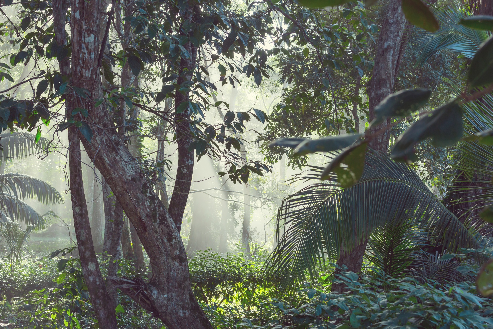 Background