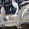 £100,000 funding to help councils deter seagulls ahead of Inverness summit